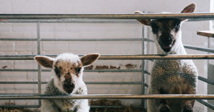New born lambs at Hall Hill Farm